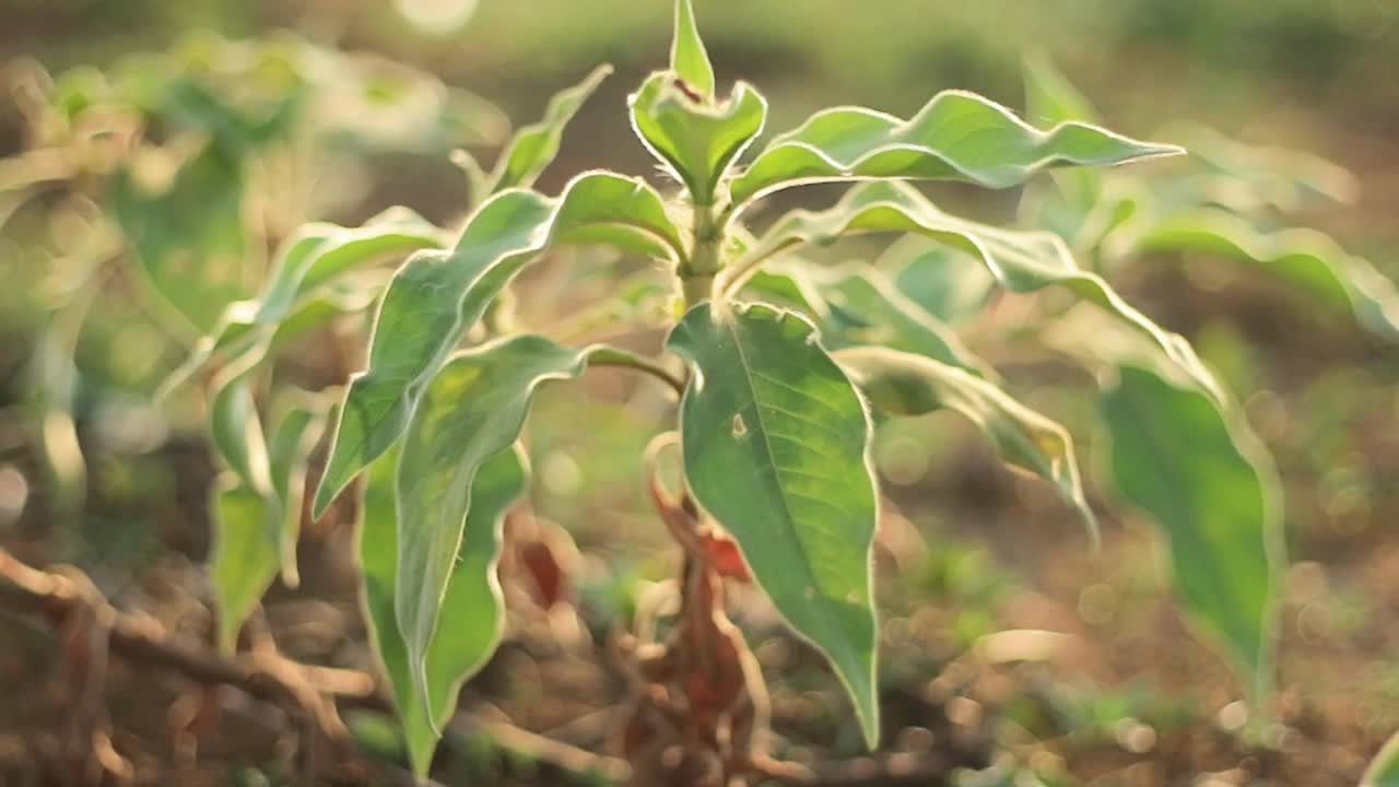 Ashwagandha绿色植物在被忽视的花园。苦参叶。冬樱桃，毒醋栗，或者印度人参。视频下载