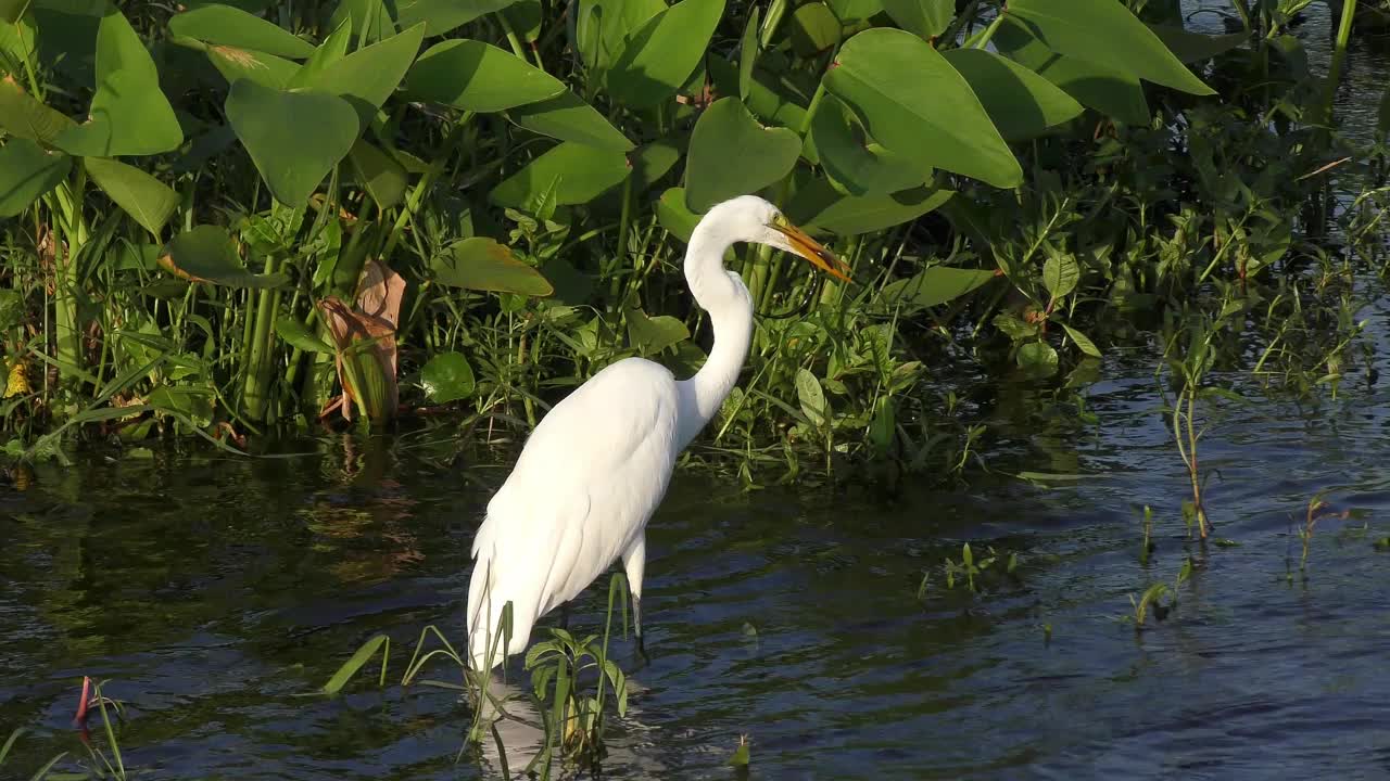 大白鹭吞食亚洲沼泽鳗鱼视频素材