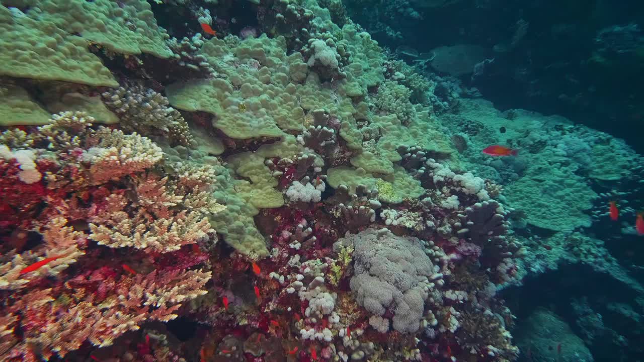 水下海洋，山水海底世界，一派碧蓝田园风光视频素材