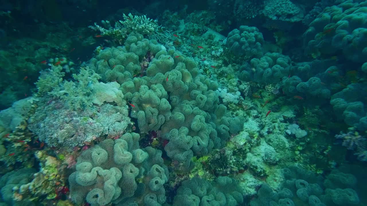 五颜六色的珊瑚和鱼在红海沙姆沙伊赫视频素材