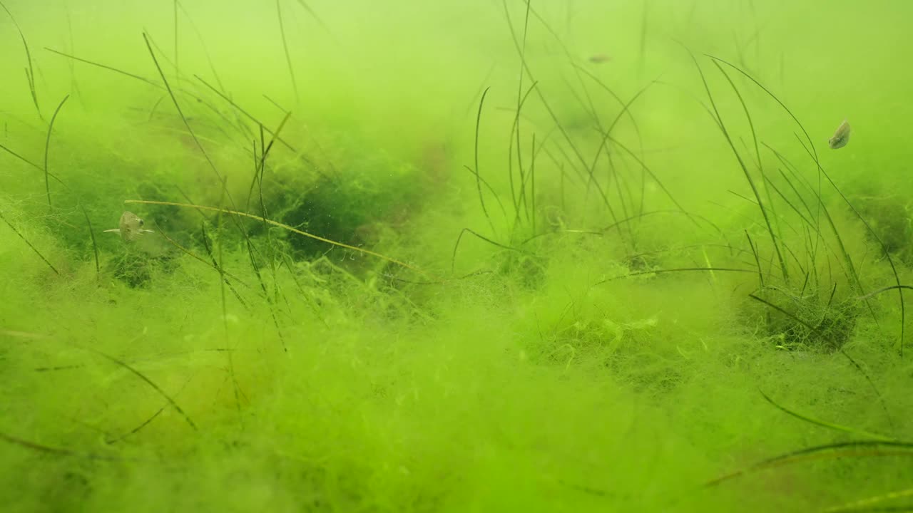 一层蓬松的绿藻与矮鳗草在海床上，年轻的东大西洋孔雀濑鱼在上面游泳视频素材