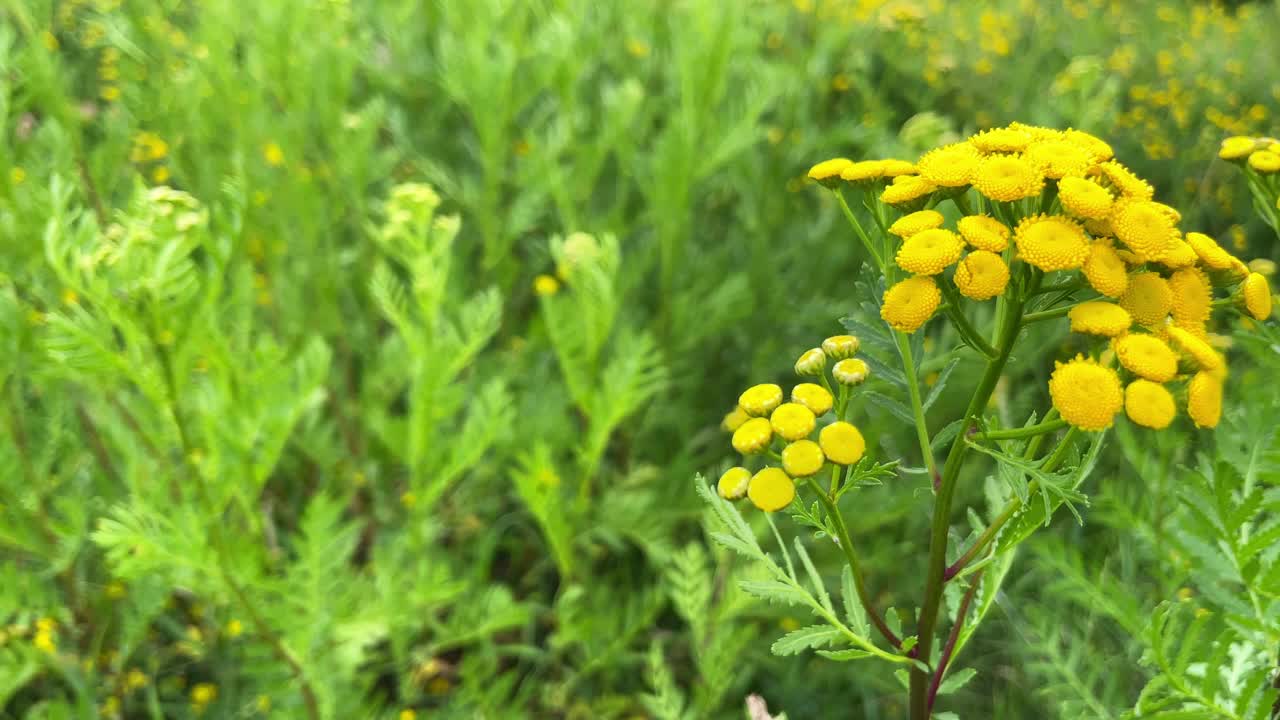 在绿色的夏日草地上的平凡的Tanacetum。野花浅黄色背景。黄色的花朵。唐菖蒲是一种普通的唐菖蒲属植物。视频素材