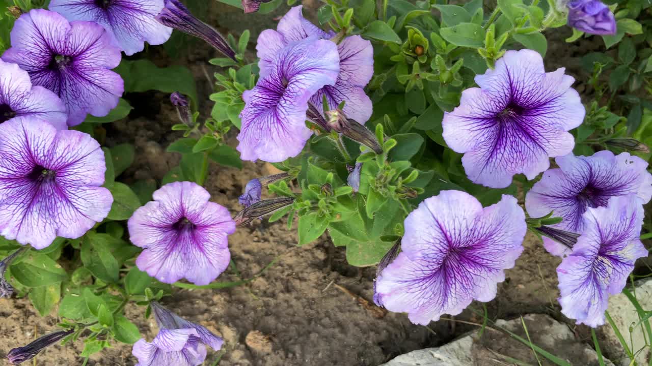 紫色牵牛花盛开的特写。美丽的装饰植物花矮牵牛花。种花。视频素材