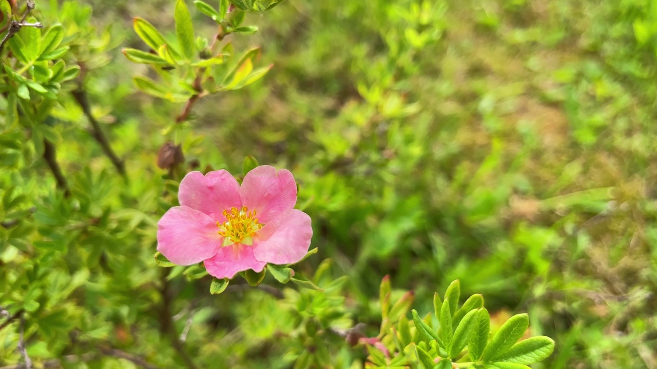 粉花灌木足。粉红色的小花在草地的背景上。放文字的地方视频素材