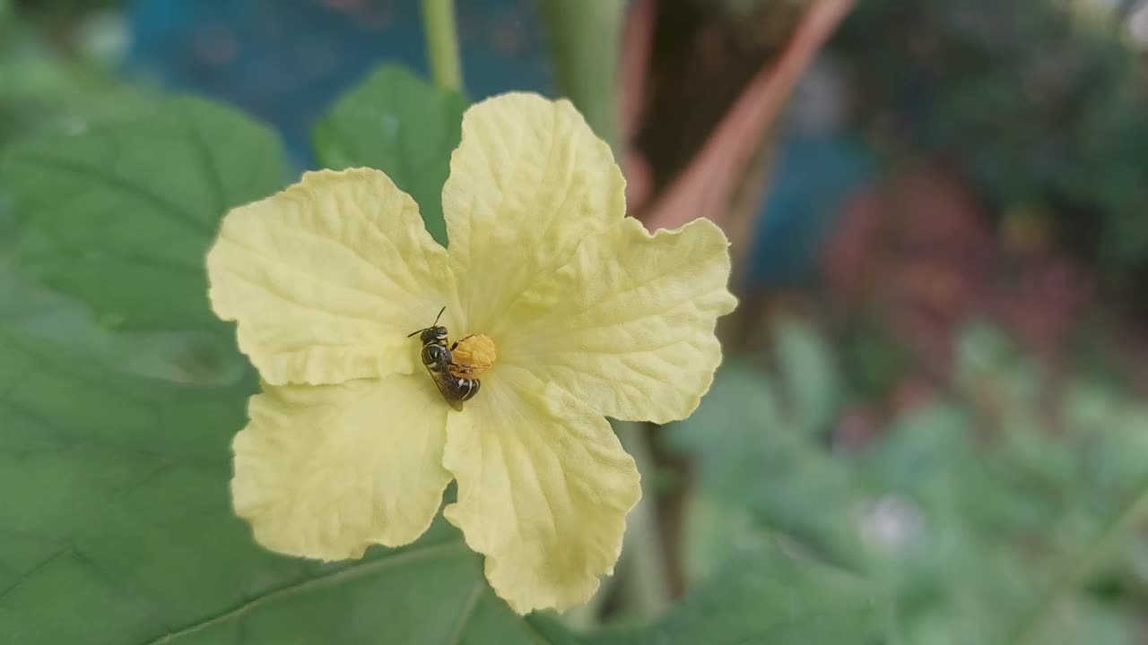 近距离观察一朵苦守花，正在帮助花授粉视频下载