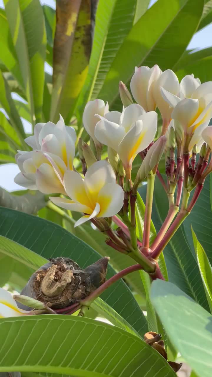 热带凤仙花在塞拉莱的阳光花园开花视频下载