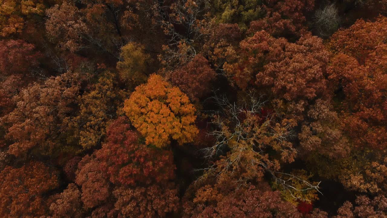 鸟瞰多姿多彩的秋天森林在阿肯色州，美国-无人机拍摄视频素材