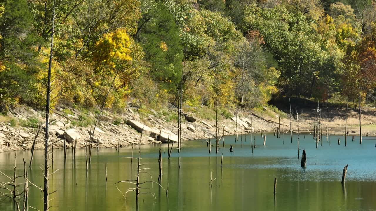 海狸湖上的木桩，以秋天的树木为背景。鹰谷在布兰德，阿肯色州，美国。广角镜头视频素材