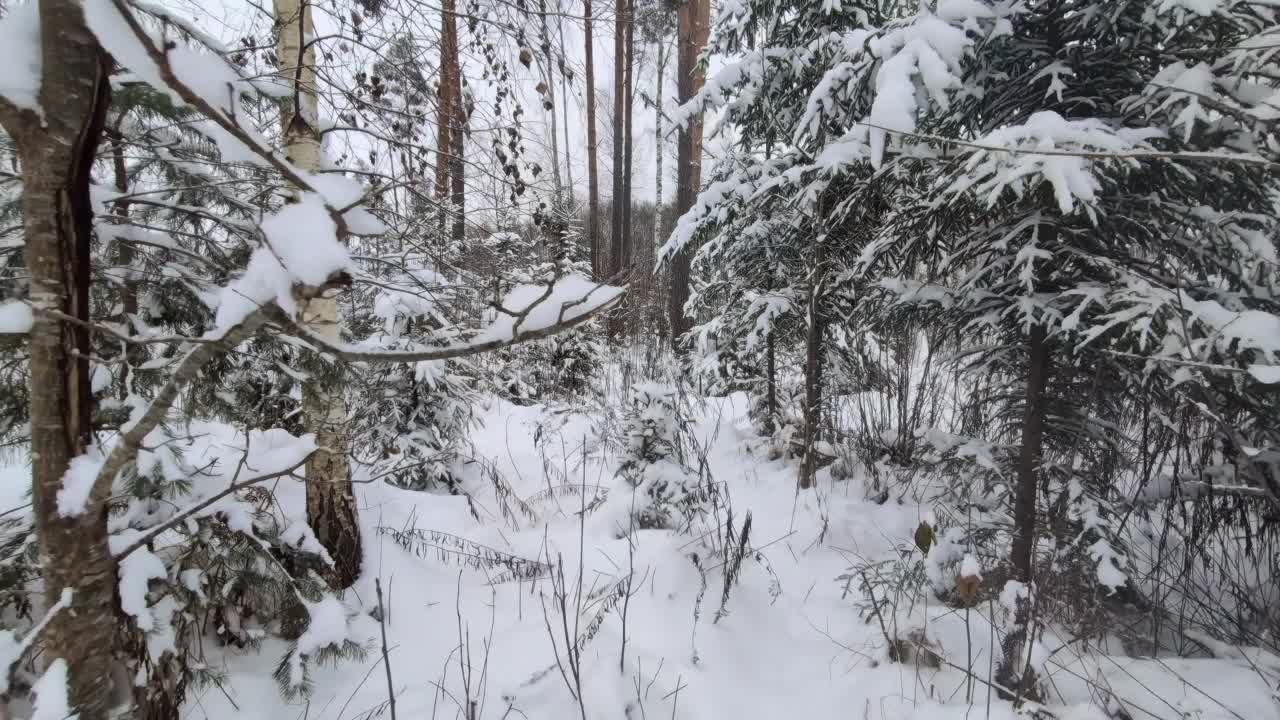 多莉向前拍摄的积雪松树林在冬天寒冷的一天视频素材