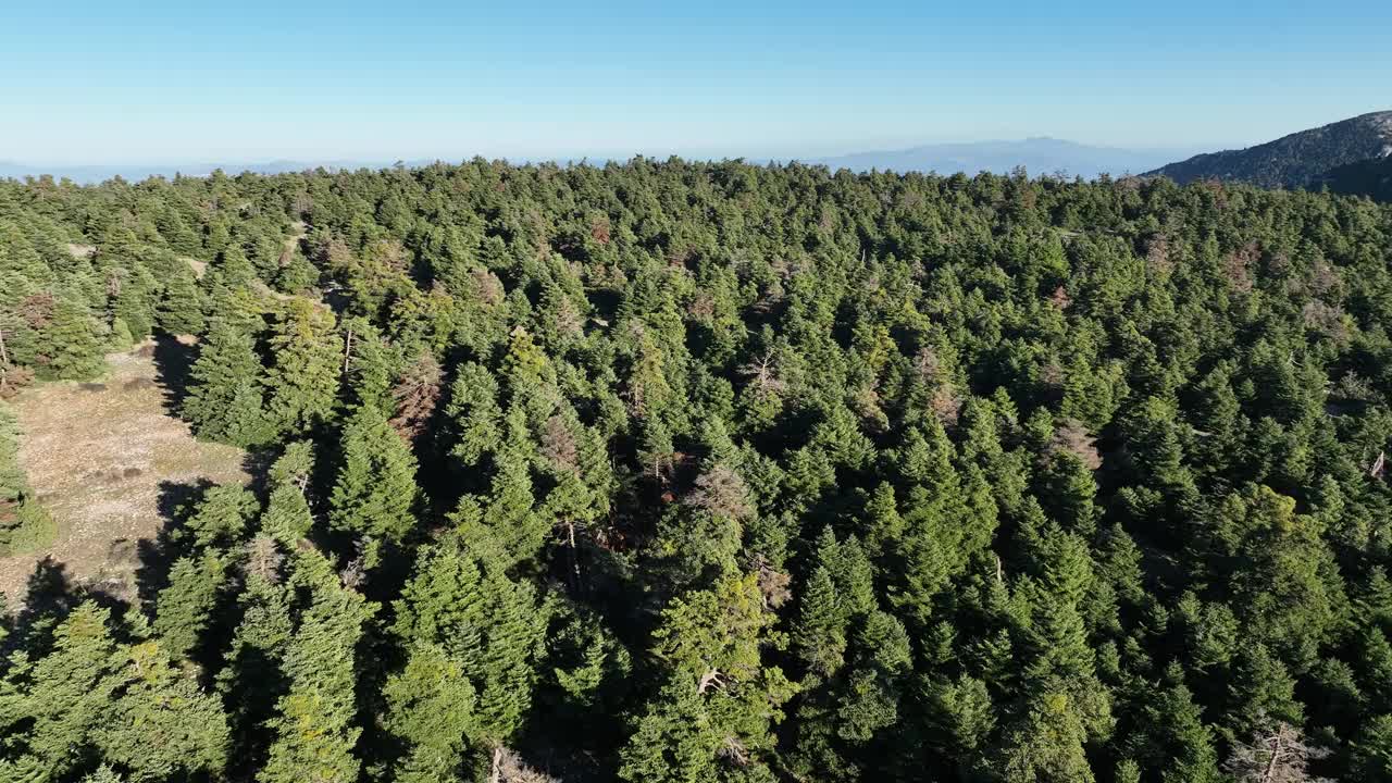 在冷杉林中低空飞行的镜头视频素材