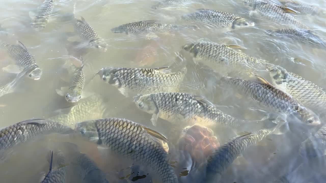 淡水鱼在游泳视频下载