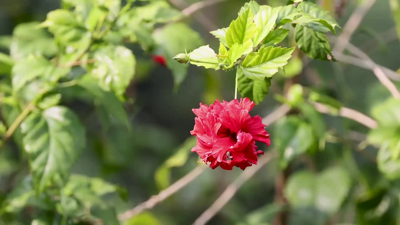 未经编辑的高清视频红色的花(芙蓉)。视频下载