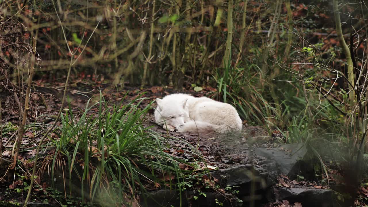 一只在森林里休息的北极狼，北极狼(Canis lupus arctos)，又称白狼或极地狼、动物园里的白狼视频素材