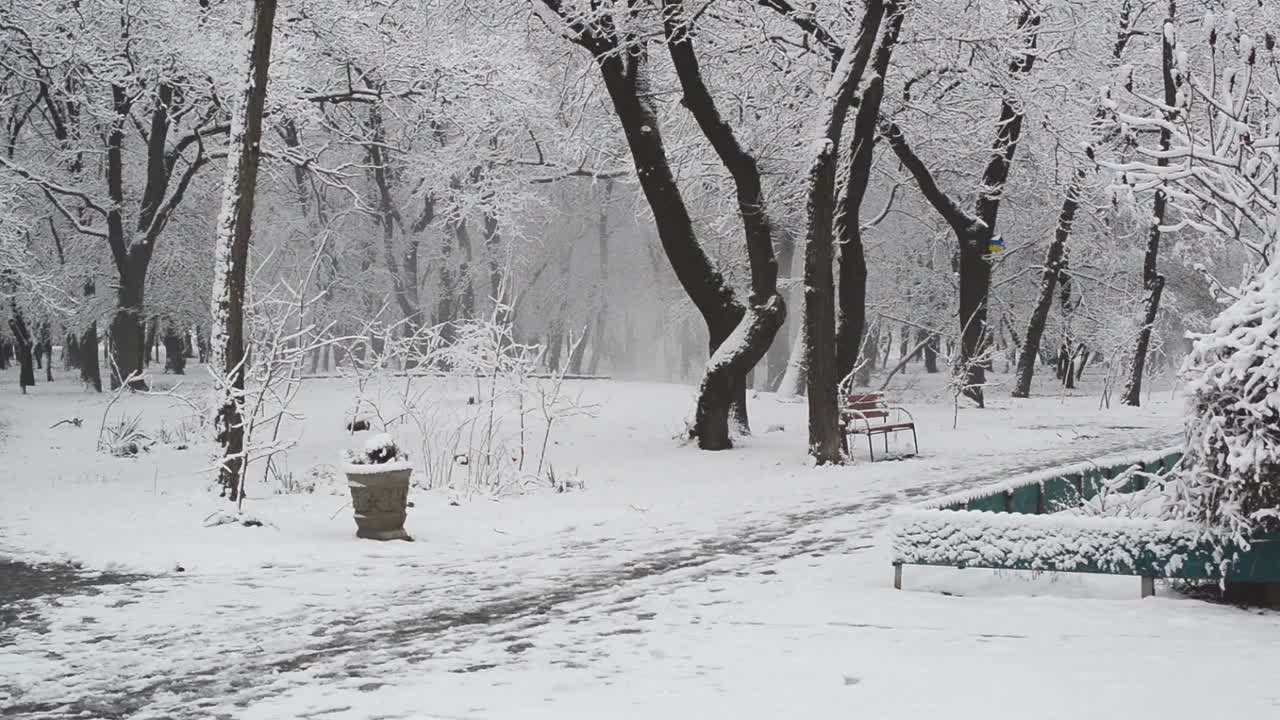 覆盖着白雪的灌木丛和树木视频素材