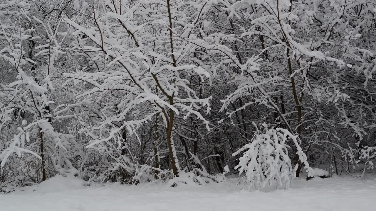 覆盖着白雪的灌木丛和树木视频素材