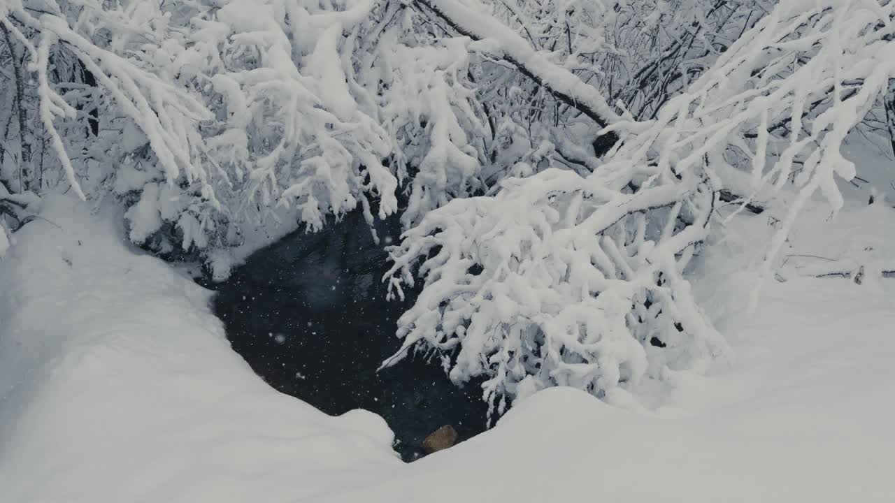 冬天的大自然，树枝浓密地覆盖着新鲜的雪。摇上拍摄视频素材