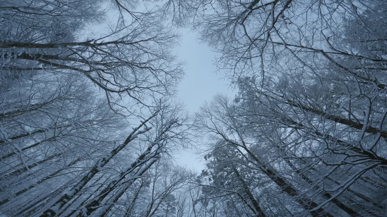 广角镜头从积雪的树冠向下拍摄到美丽的林地溪流视频素材