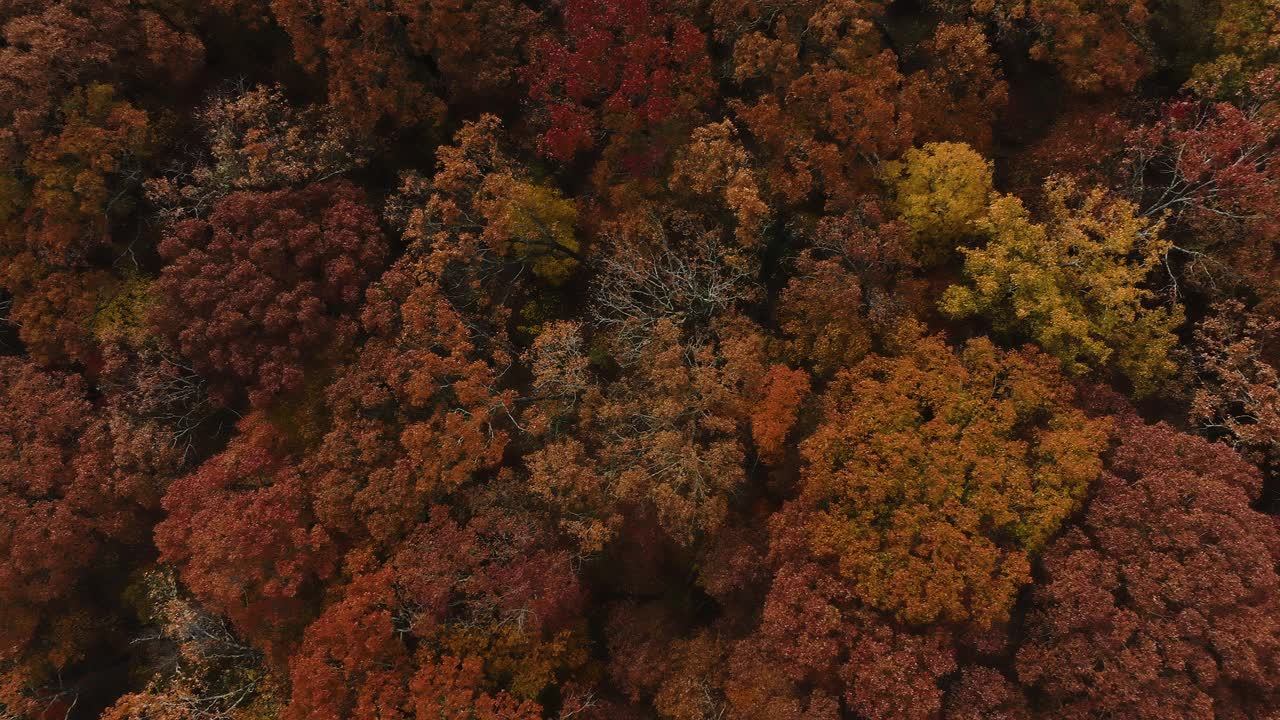 鸟瞰浓密的秋季森林在阿肯色州，美国-无人机拍摄视频素材