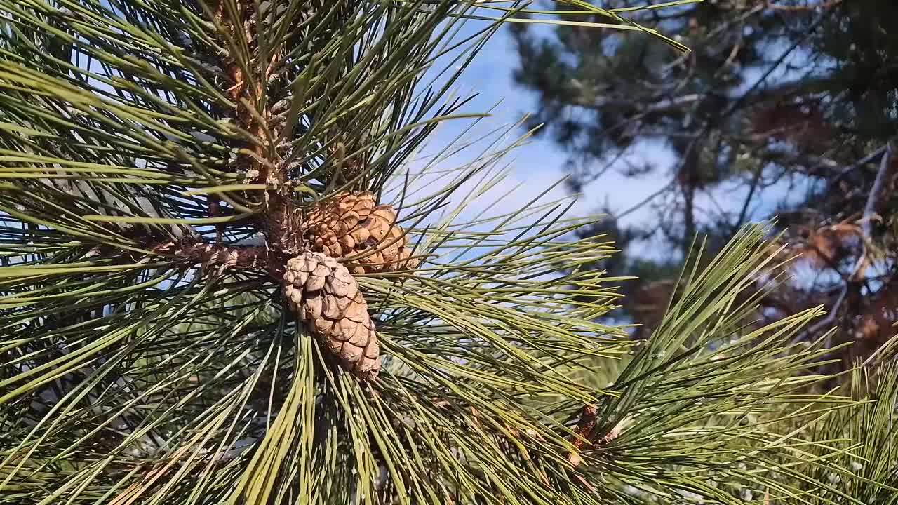 松树的树枝上挂满了绿色的针叶和球果，雪花在风中摇曳。冬季在针叶林视频素材