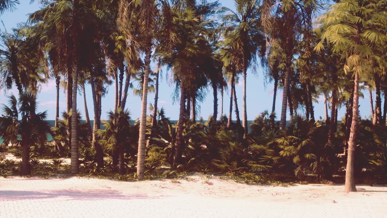 热带海滩天堂，棕榈树和清澈的海水视频素材