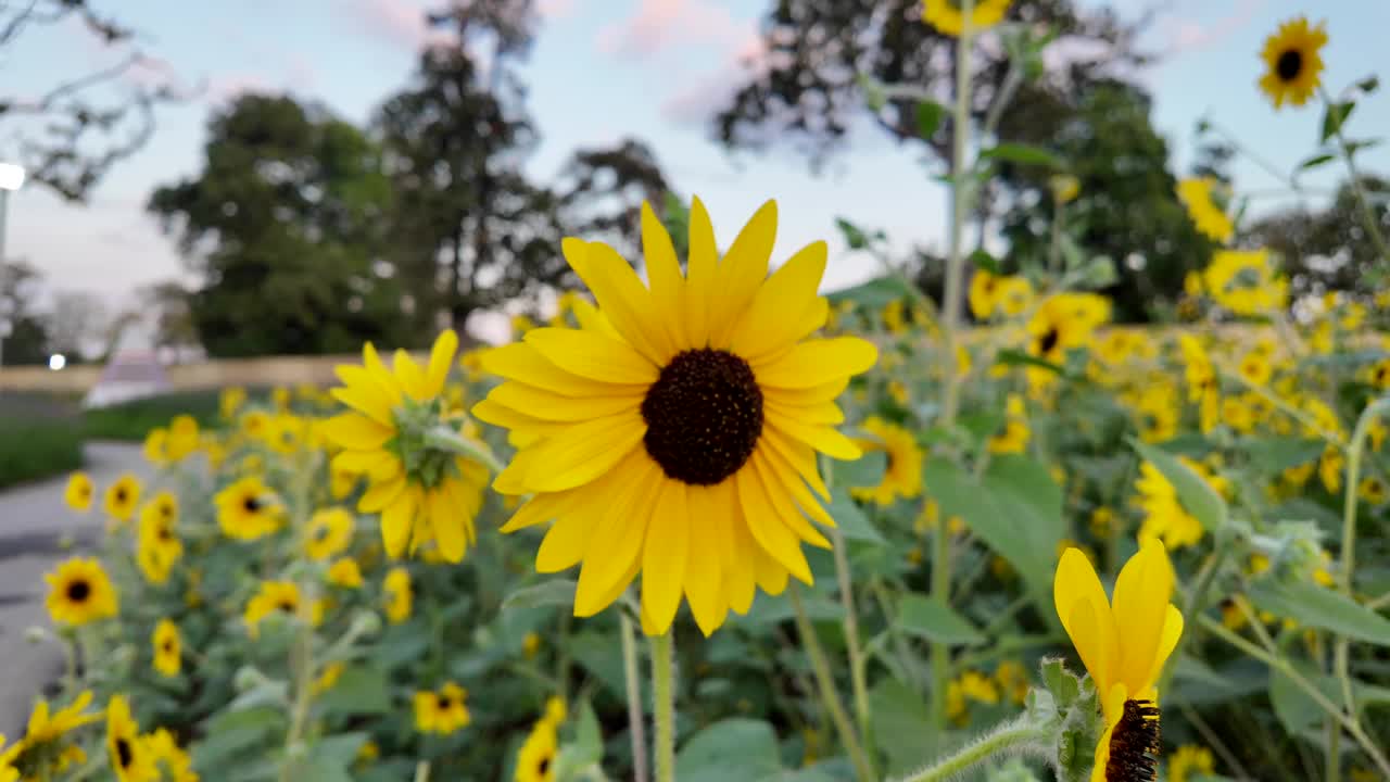 田野里美丽的向日葵。视频素材