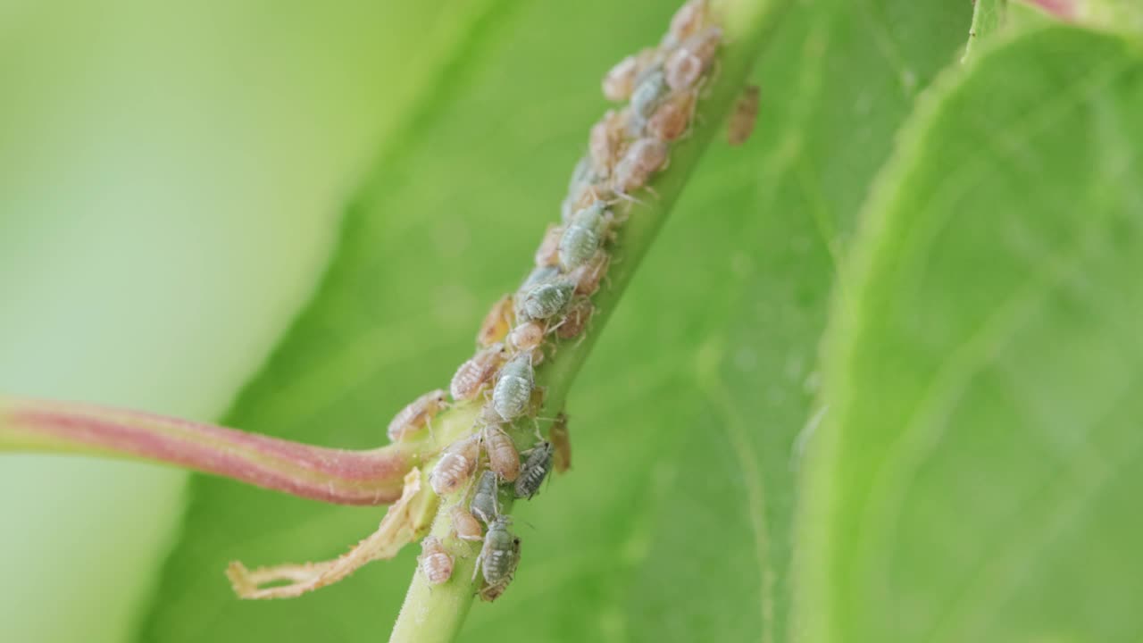 树枝上的蚜虫视频素材