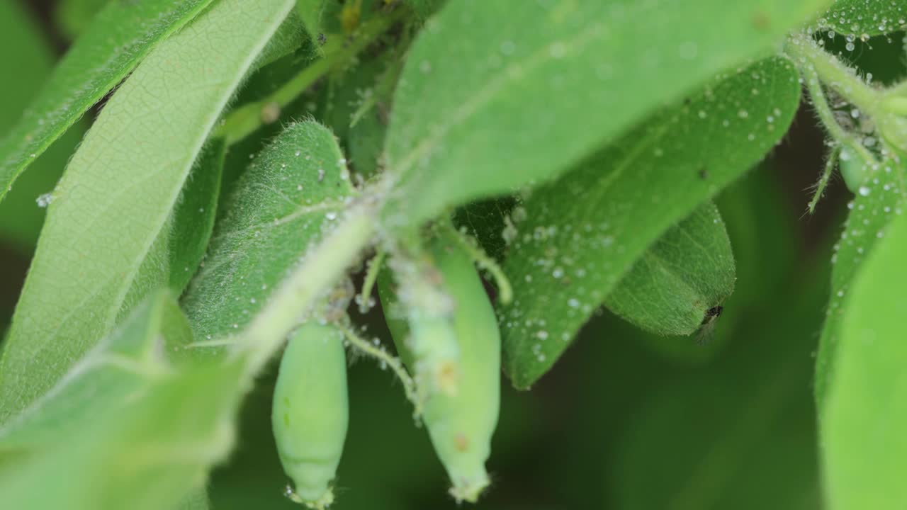 金银花叶子上的蚜虫视频素材