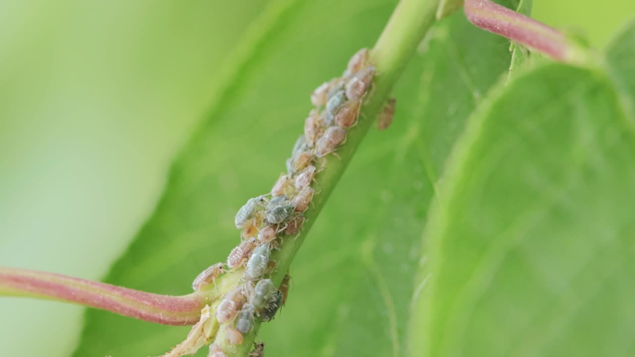 树枝上的蚜虫视频素材