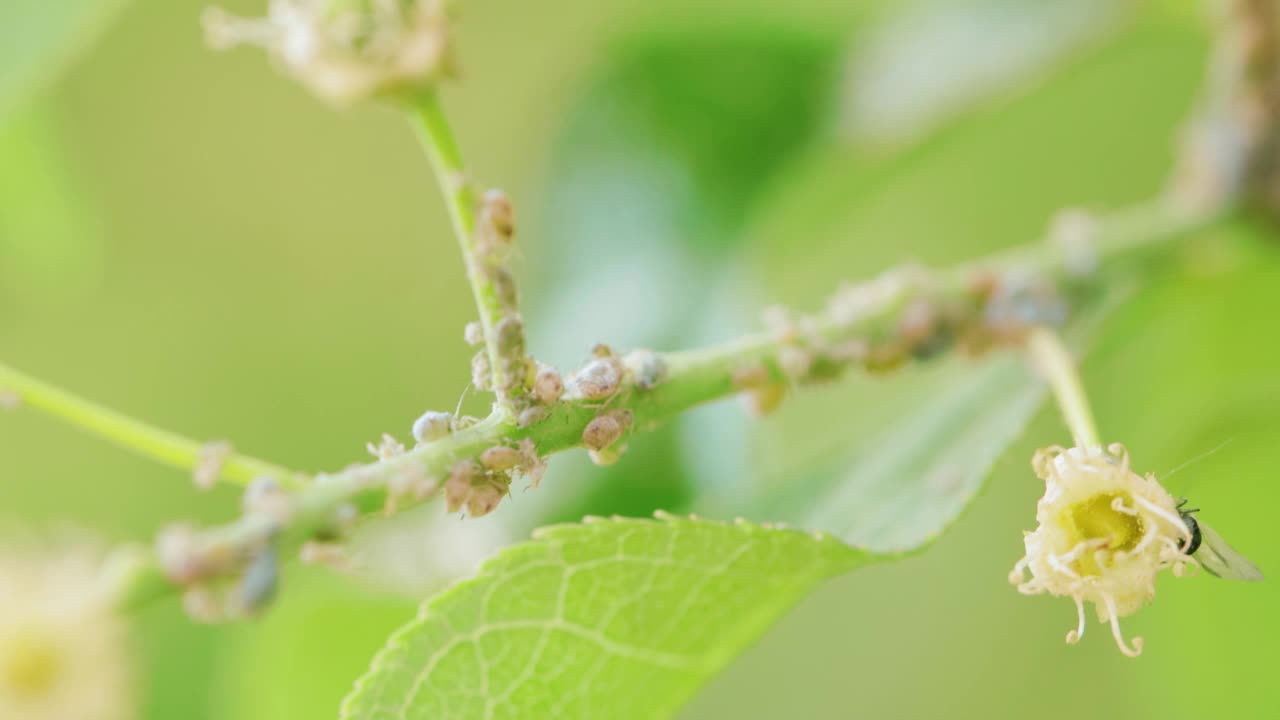 树枝上的蚜虫视频素材