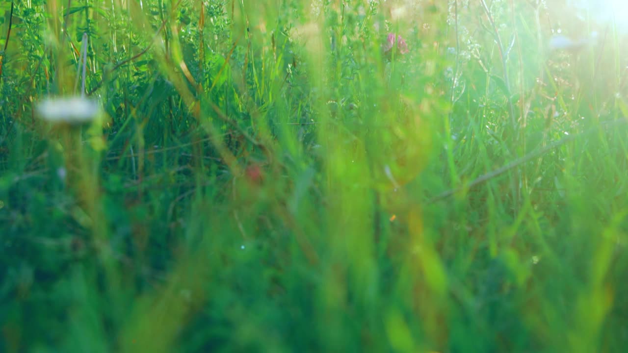 草地上的野花特写视频素材