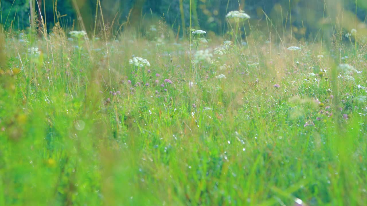 温暖的夏雨洒在开花的草地上视频素材