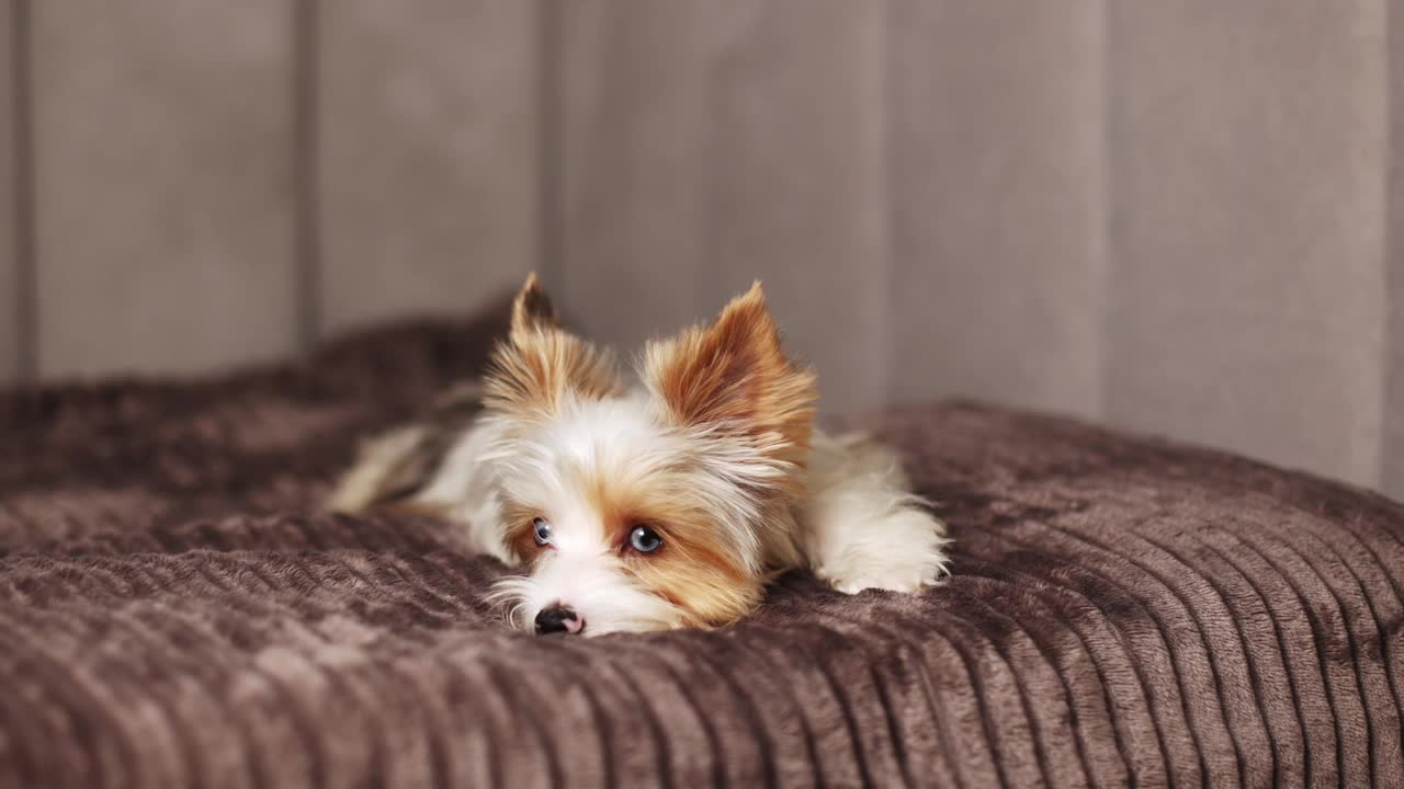 可爱的约克夏小猎犬爬到床上，摇着尾巴，看着旁边，看着镜头，近距离拍摄。视频下载