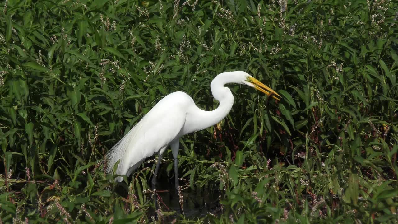 在佛罗里达湿地，大白鹭吞食亚洲沼泽鳗鱼。视频素材