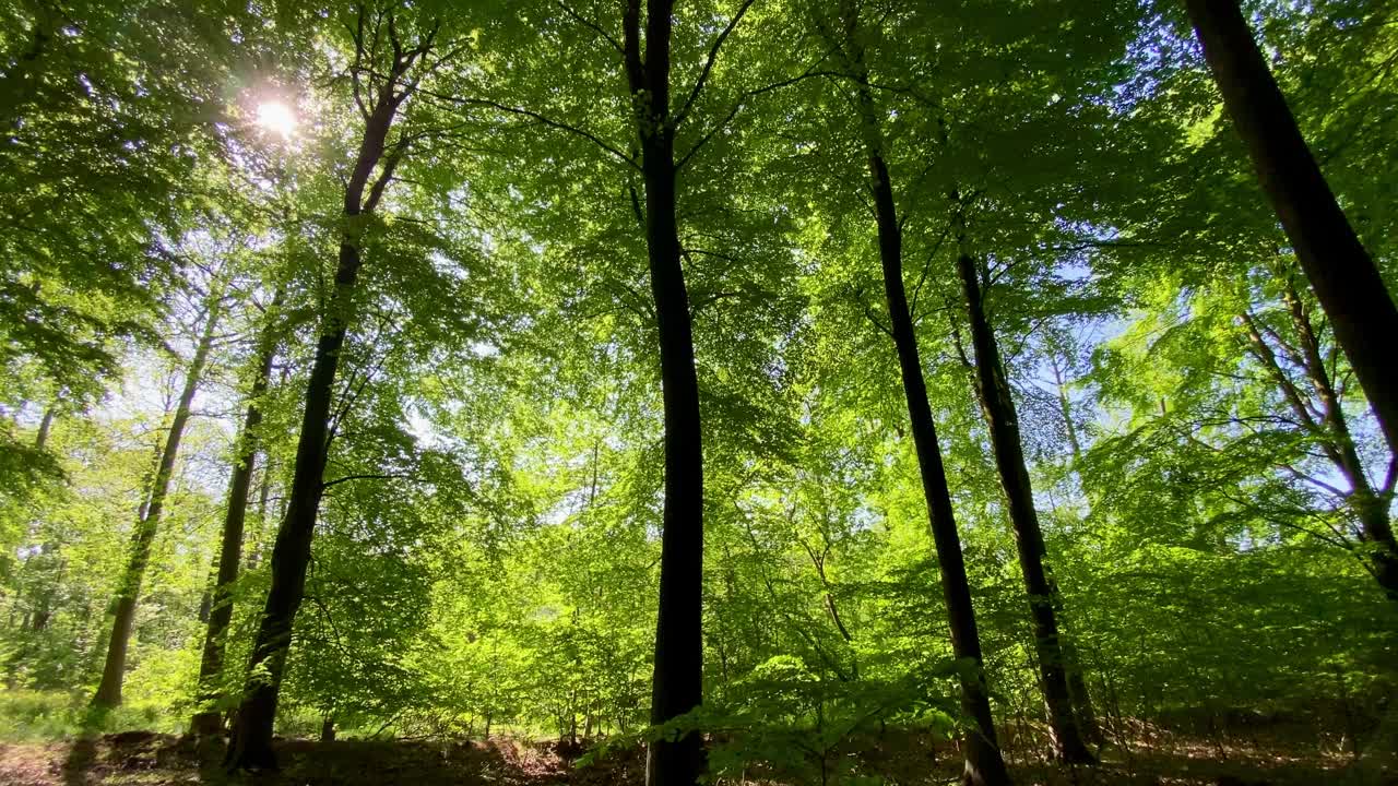 温暖的阳光闪闪发光，穿过绿色的森林田园诗般的林地林间空地视频素材