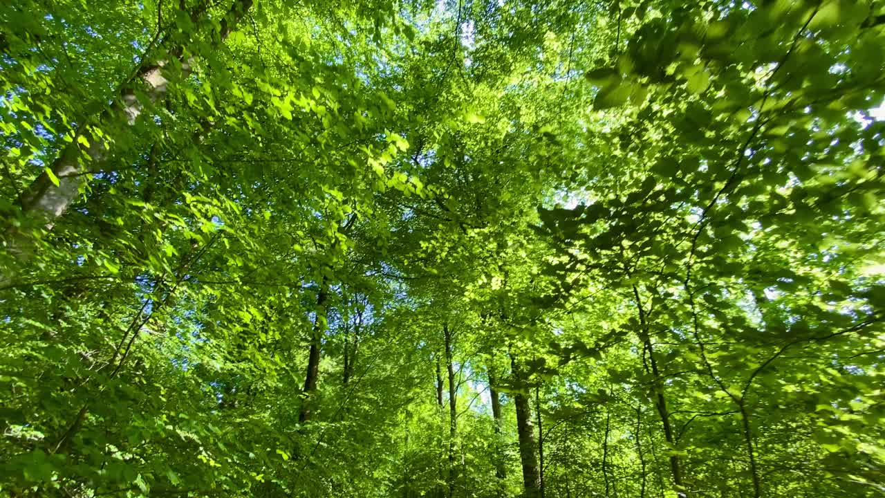 多利穿过生机勃勃的绿色森林林间空地，树木繁茂视频素材