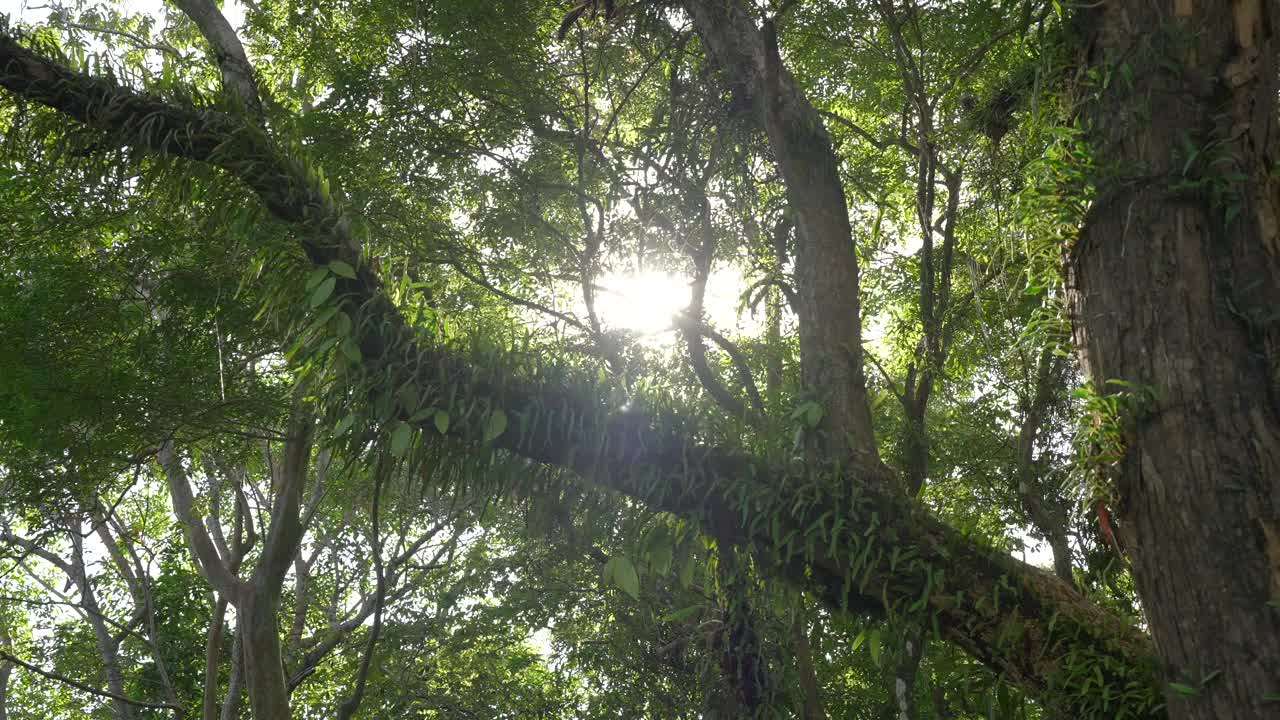 阳光低角度看早晨森林夏天的背景。视频素材