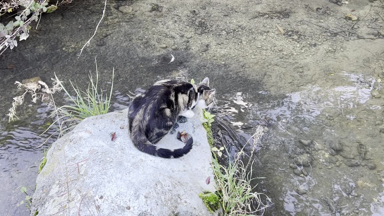 一只猫在河里的石头上的视频视频下载