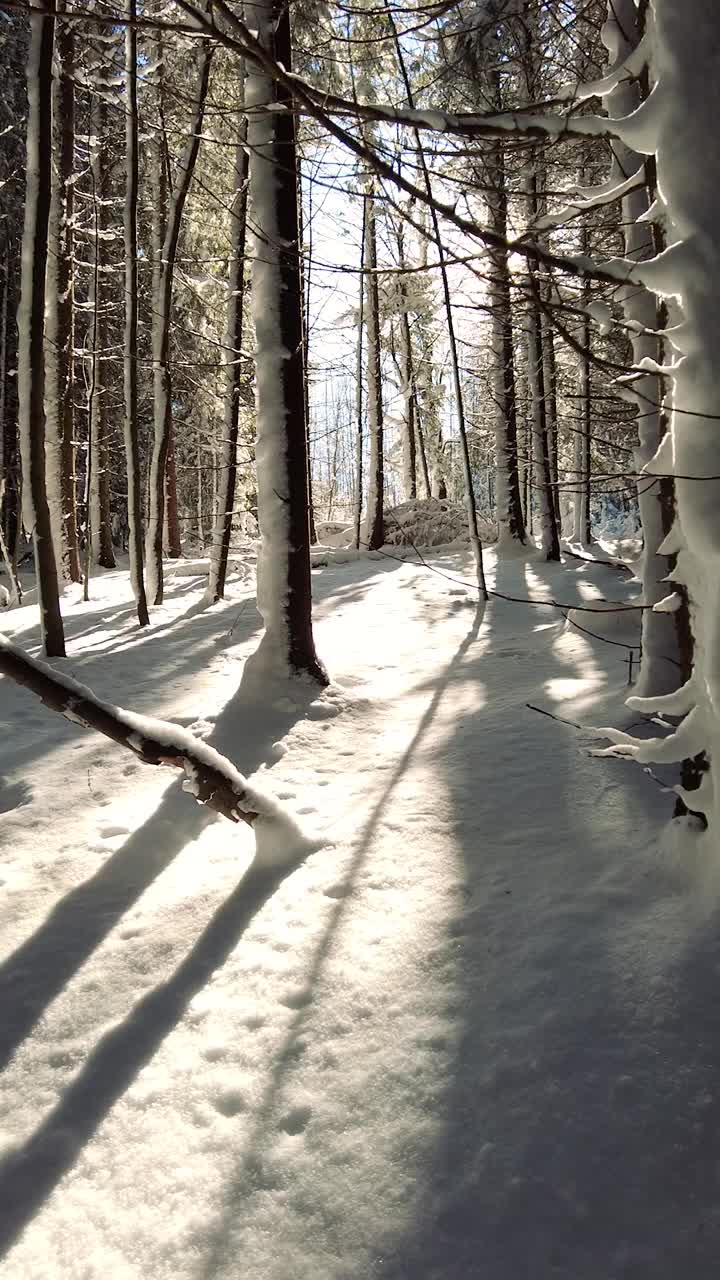 冬天的山林有雪覆盖和阳光视频下载