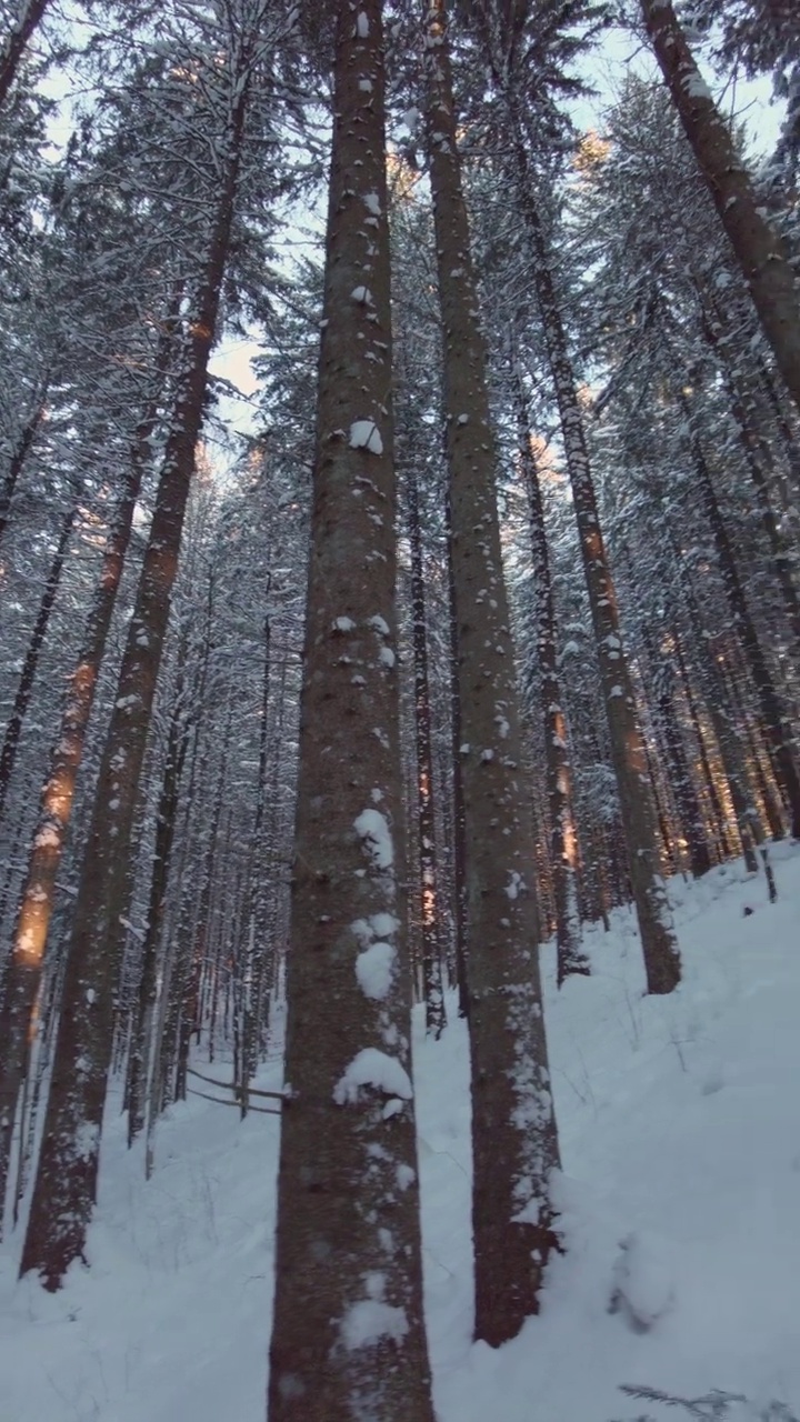 冬天的山林里有雪视频下载