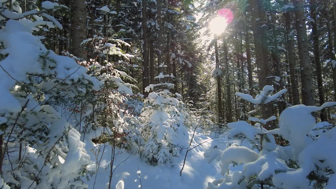 冬天的山林有雪覆盖和阳光视频下载