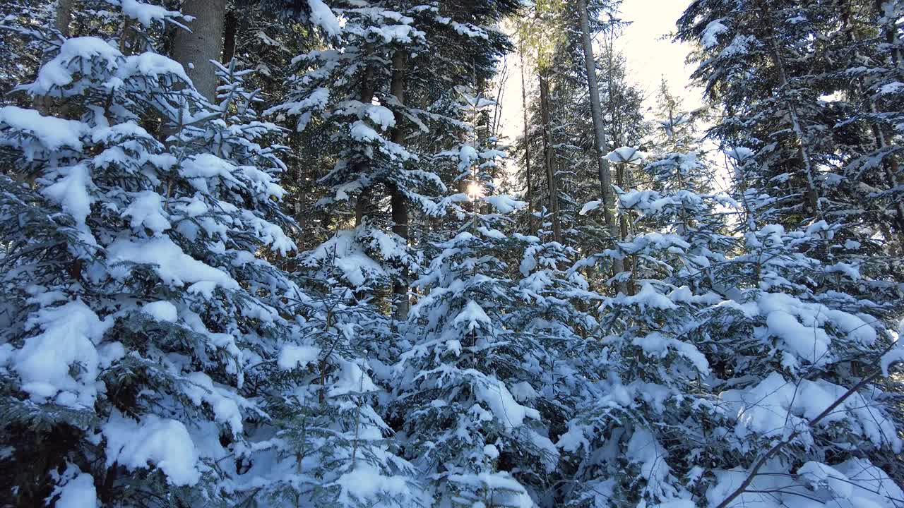 冬天的山林有雪覆盖和阳光视频素材