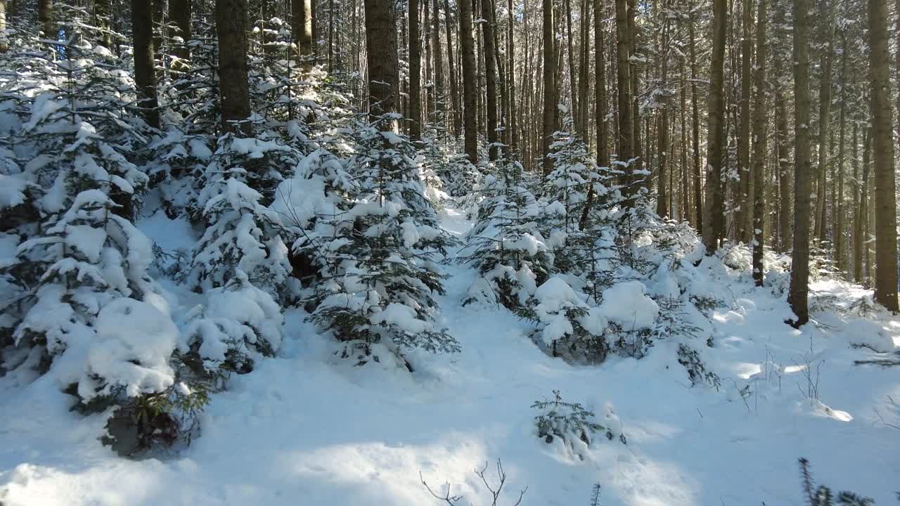 冬天的山林有雪覆盖和阳光视频素材