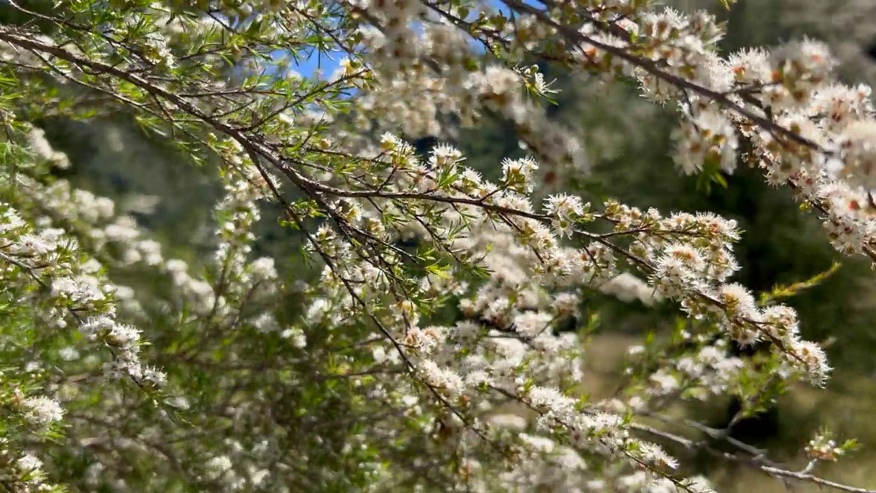 Kanuka (Kunzea ericoides)茶树花视频下载