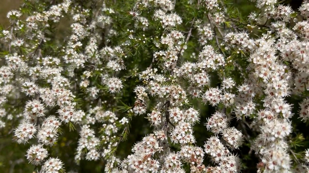 Kanuka (Kunzea ericoides)茶树花视频下载