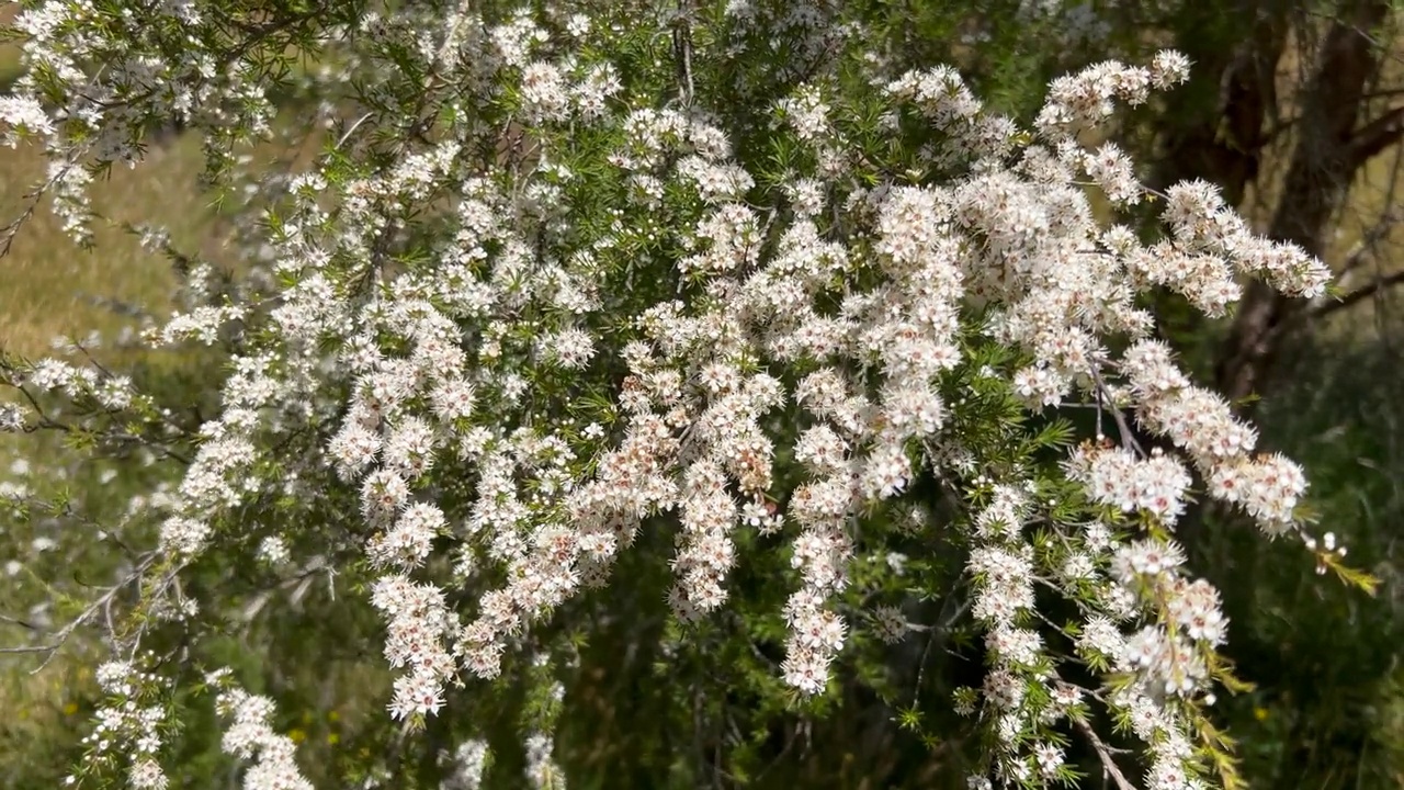 Kanuka (Kunzea ericoides)茶树花视频下载