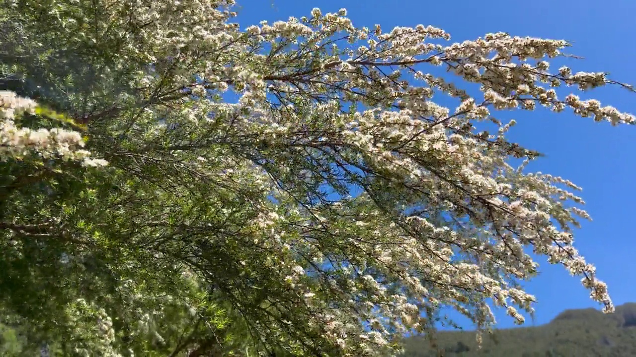 Kanuka (Kunzea ericoides)茶树花视频素材