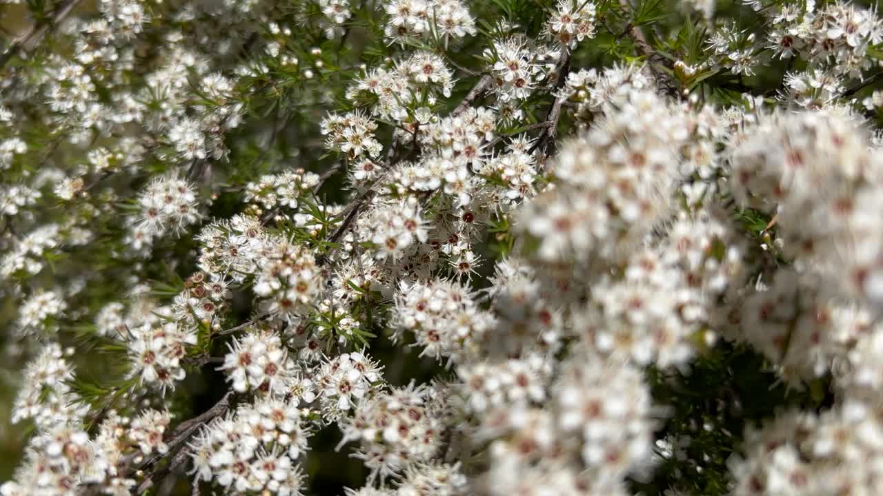 Kanuka (Kunzea ericoides)茶树花视频素材