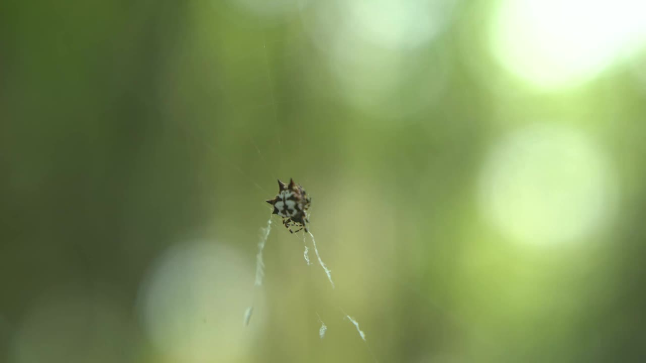 蜘蛛坐在网里捕捉猎物视频素材