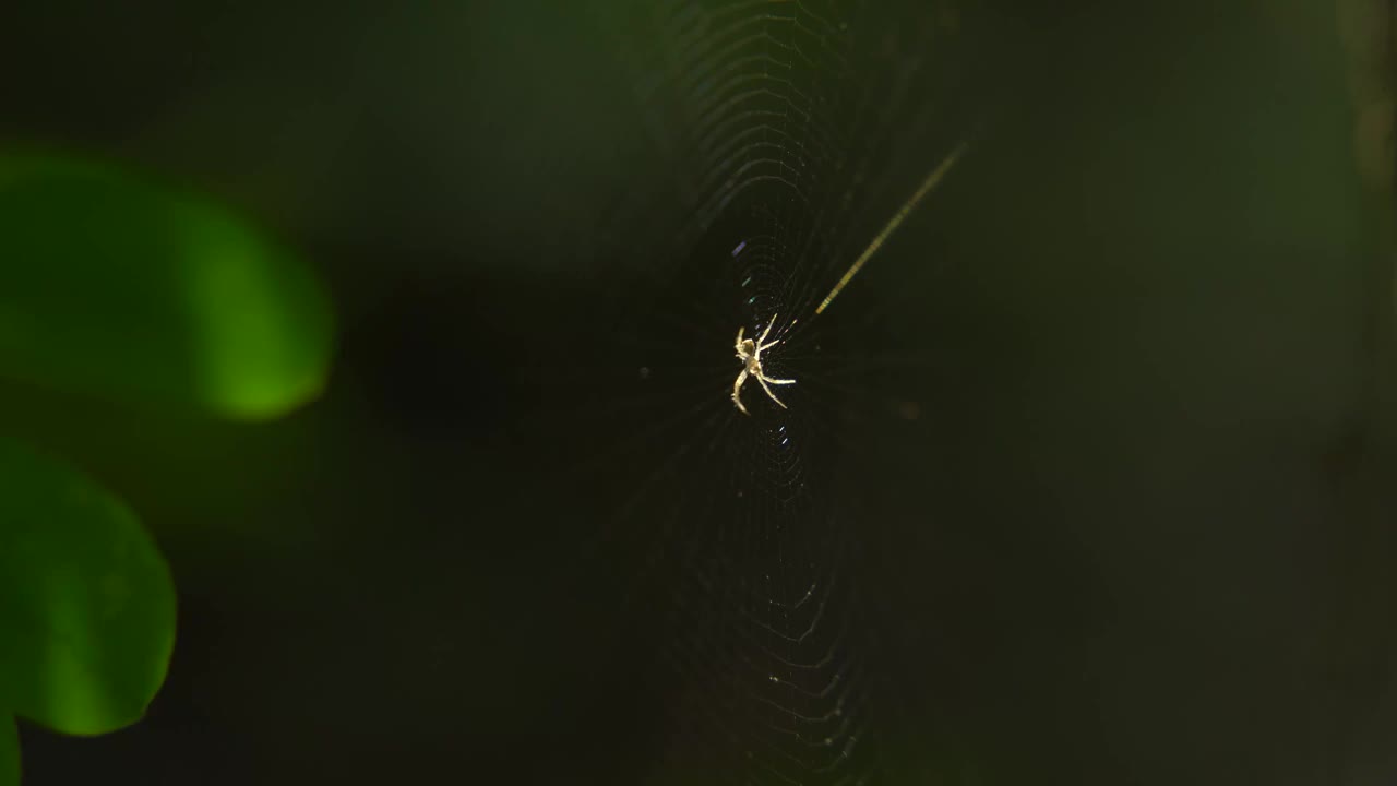 蜘蛛坐在网里捕捉猎物视频素材