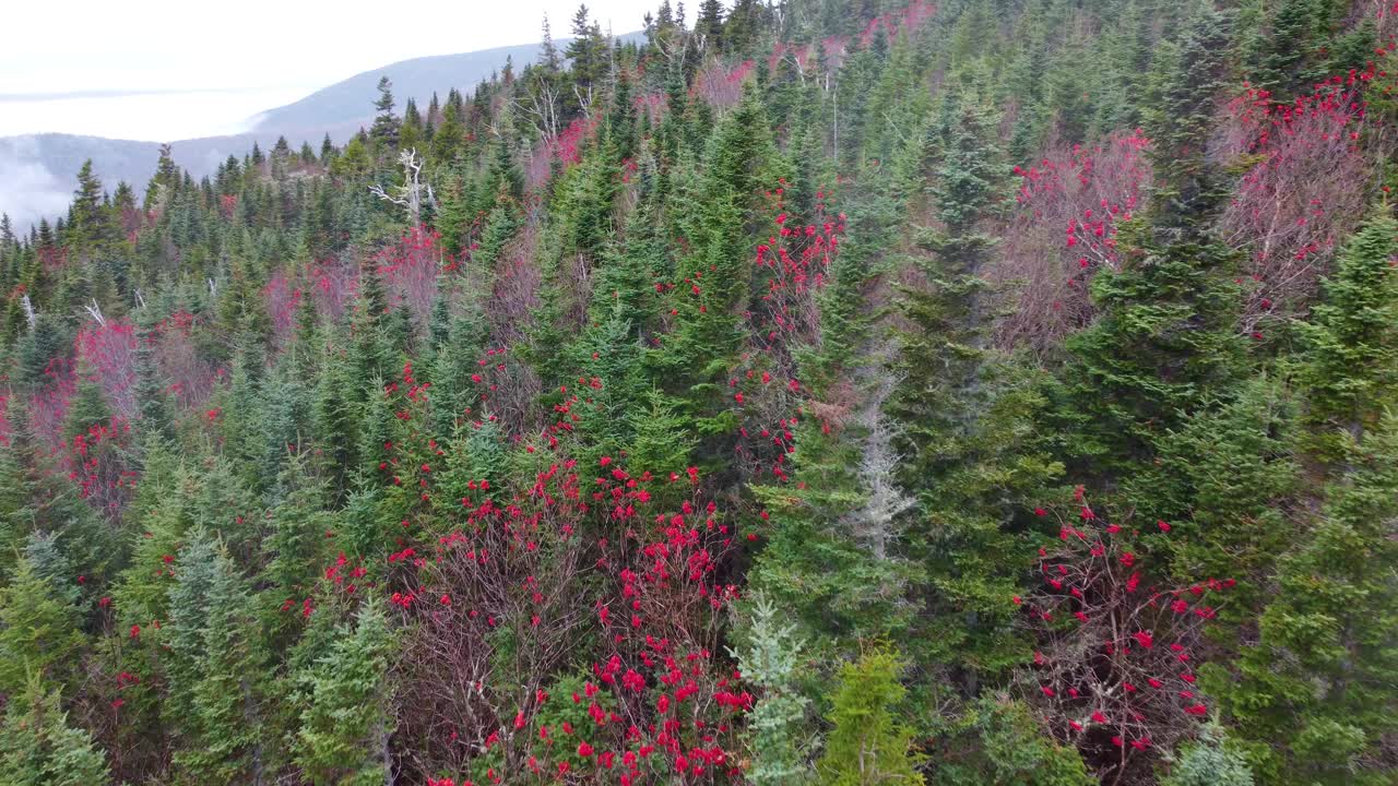 华盛顿山森林的秋天。库斯县，美国新罕布什尔州。空中视频素材